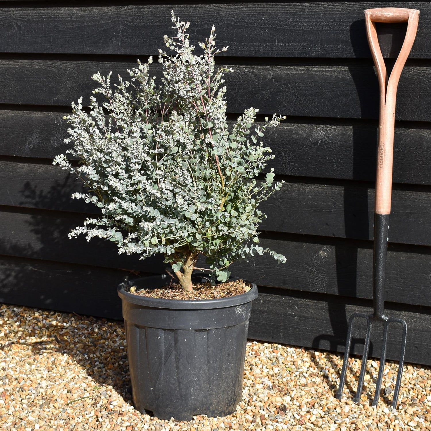 Eucalyptus gunnii 'Azura' - Bushy - Height 60-70cm - 20lt