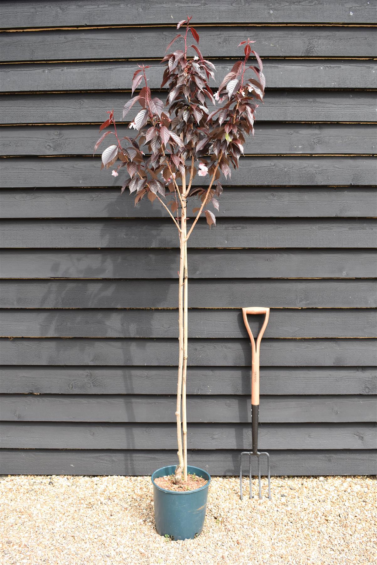 Cherry | Prunus  Royal Burgundy - 150-180cm - 12lt