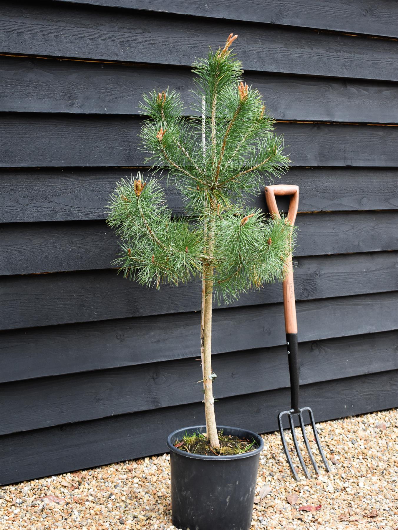 Pinus sylvestris 'Nana' - 70lt