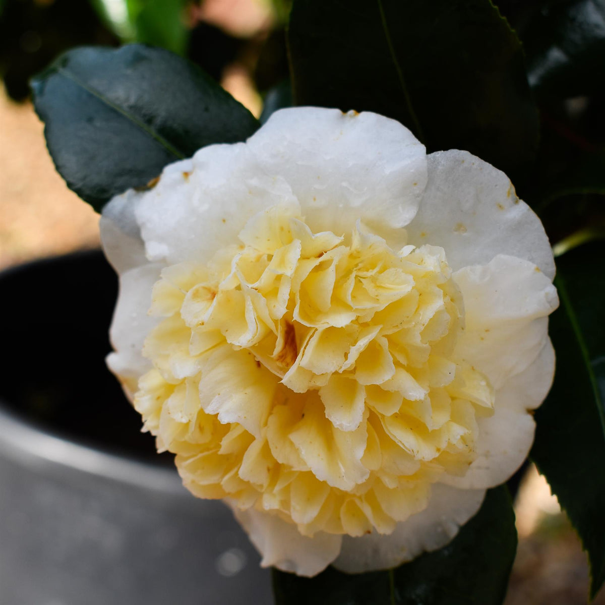 Camellia Brushfields Yellow - Height 80-100cm - 25lt