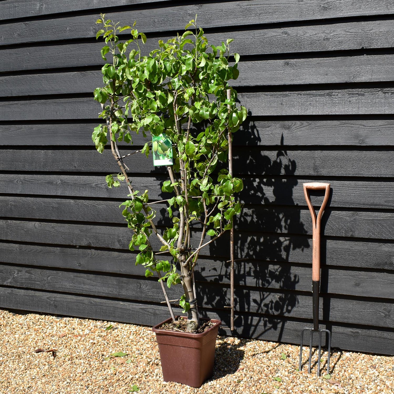 Pear tree 'Beurre Hardy' | Pyrus communis - Frame - Height 140-150cm - 15lt