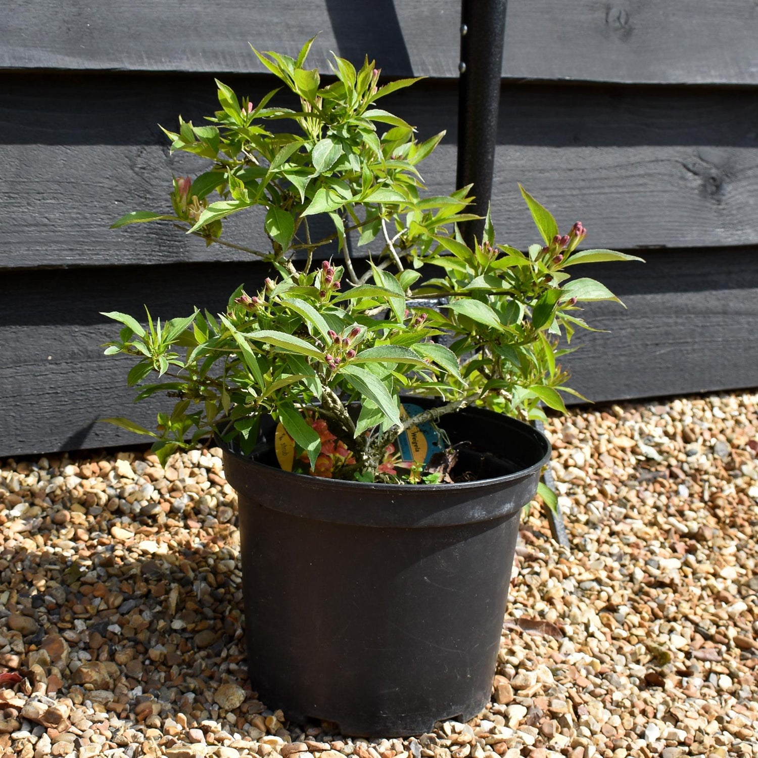 Weigela All Summer Peach - 90-110cm, 5lt