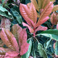 Photinia serratifolia - Pink Crispy - Bush - Shrub - Hedging - Height 100-110cm - 20lt