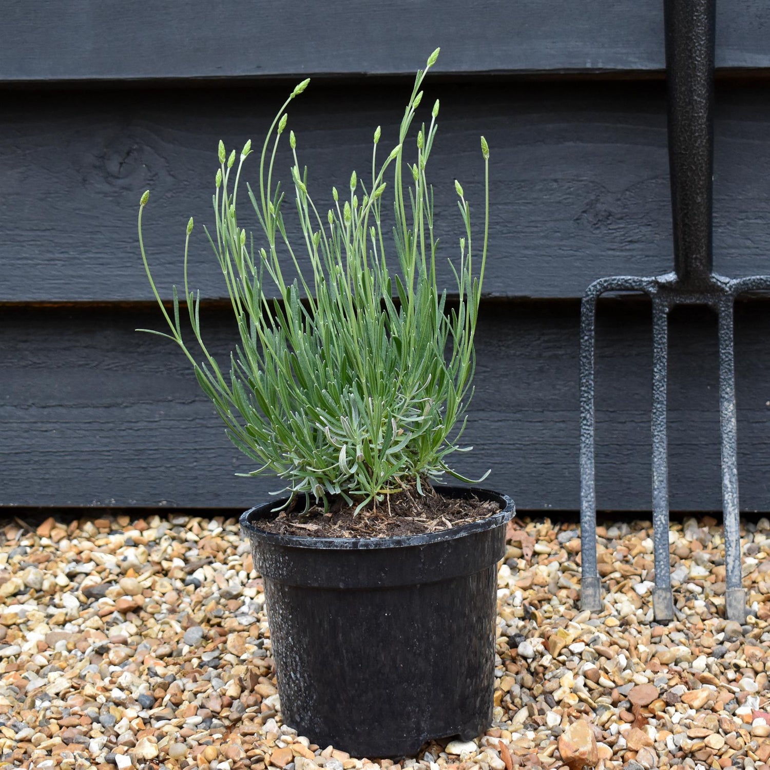 Lavandula x intermedia Phenomenal - 10-30cm, 3lt