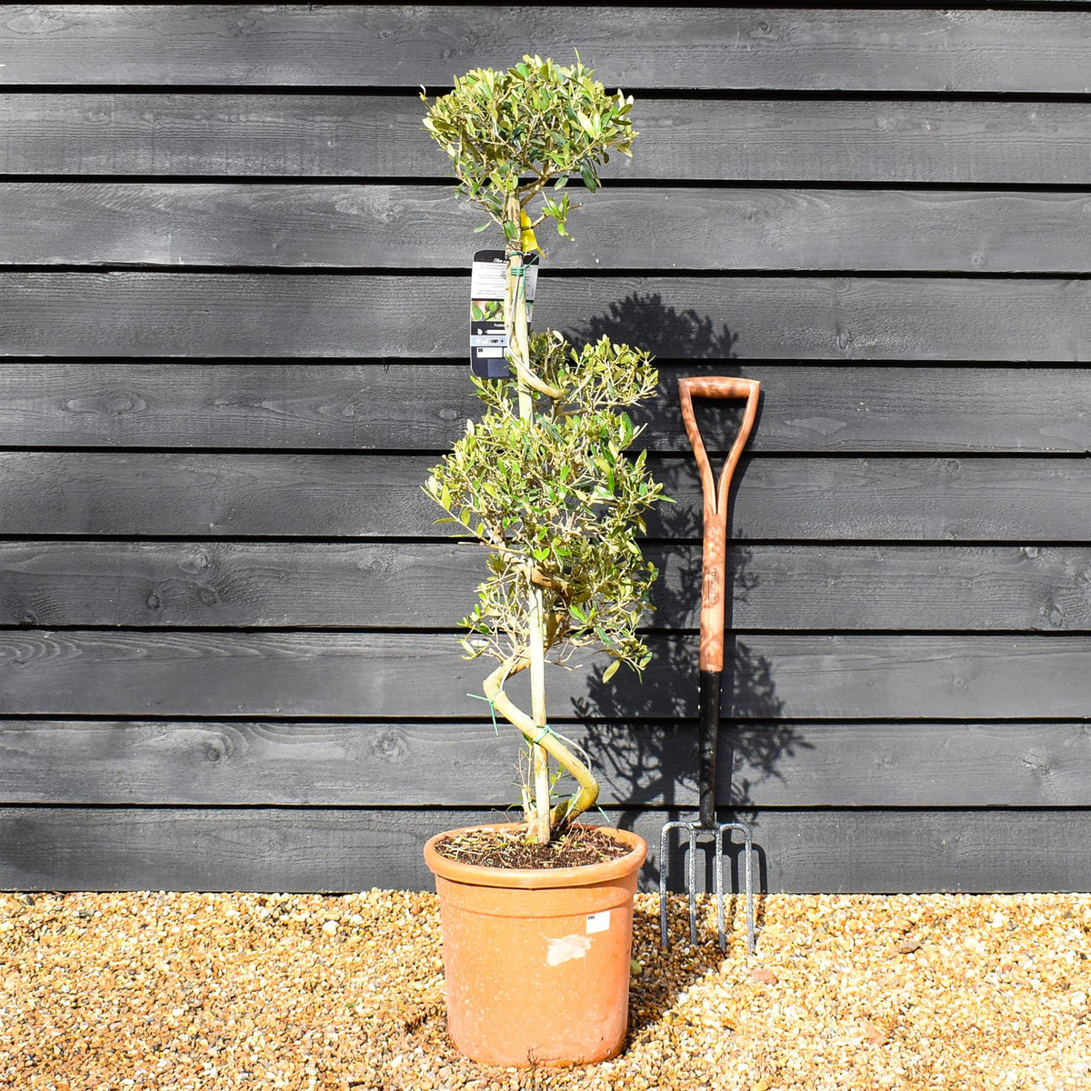 Orendel Tree Olive Tree | Olea Europea - Spiral Cloud - Height 120-130cm - 18lt ...