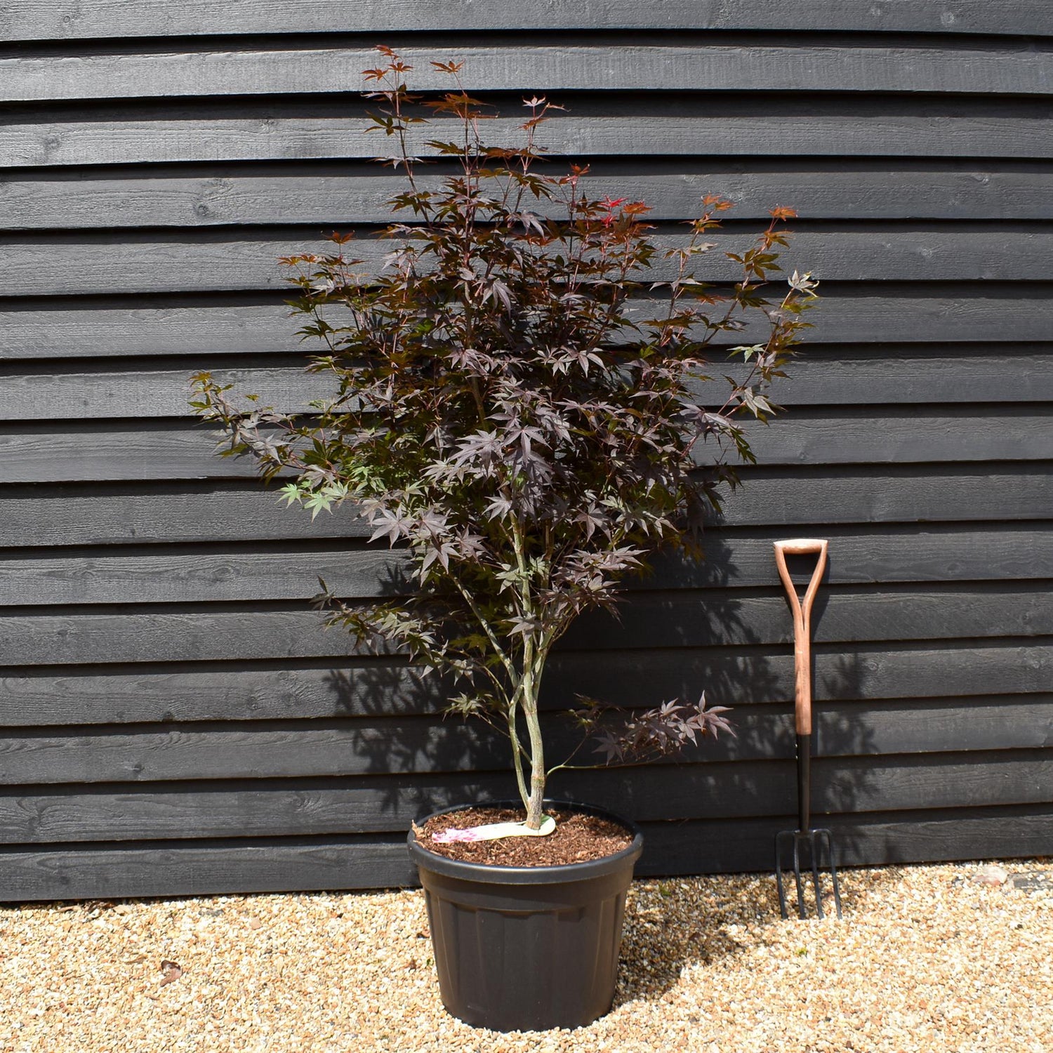 Japanese maple 'Red Emperor' | Acer palmatum - Height 140-160cm - 55lt