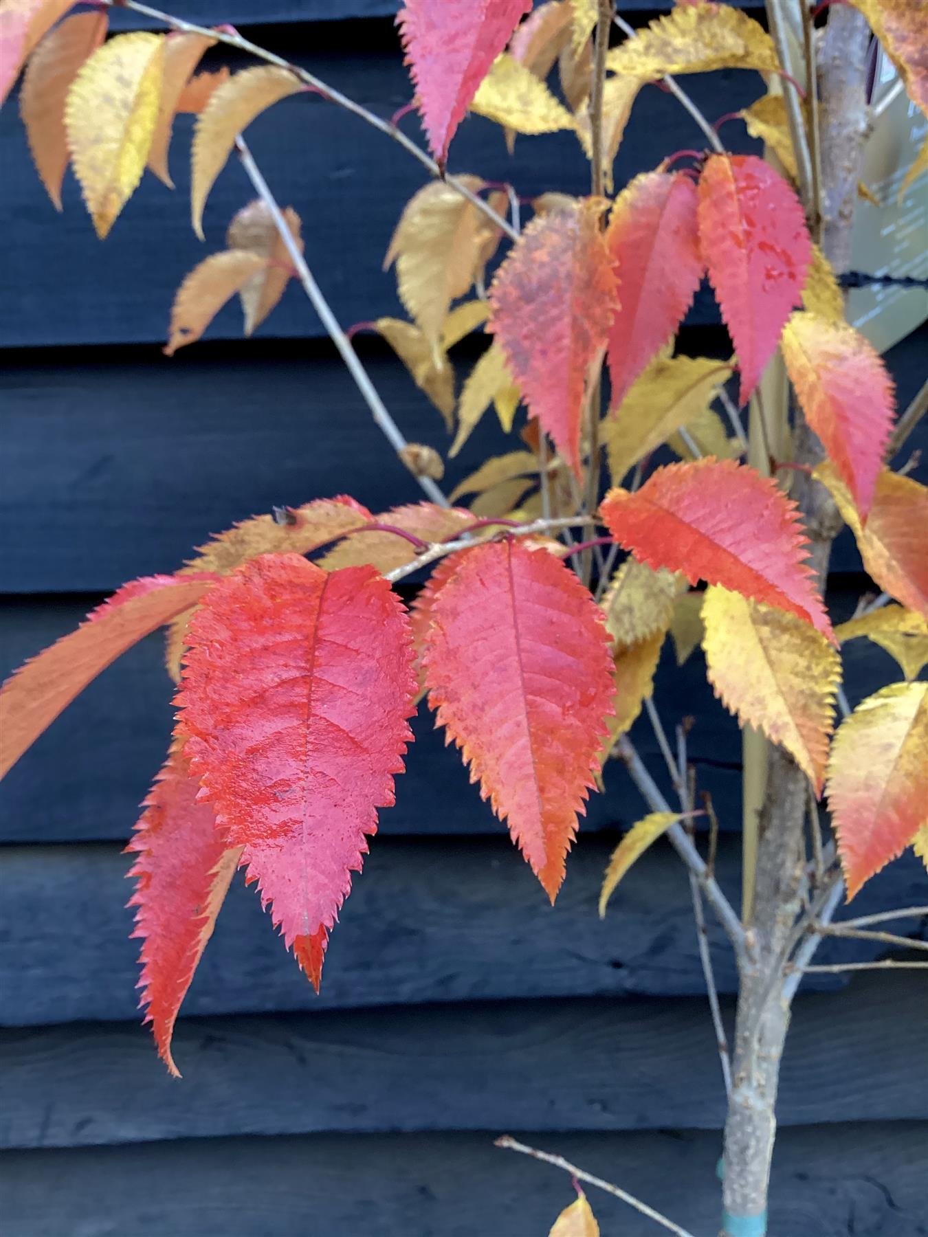 Prunus Pandora | Cherry 'Pandora' - Height 180-220cm - 12lt