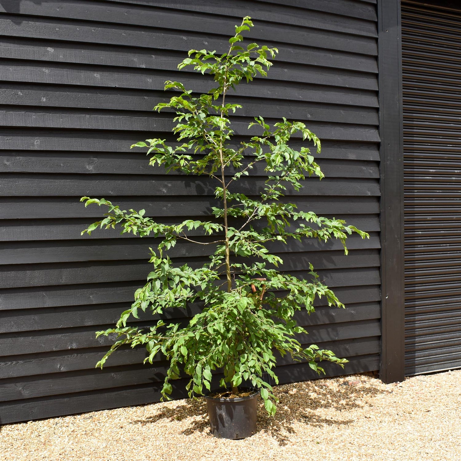 European hop-hornbeam | Ostrya carpinifolia - - Height 200-220cm - Girth 4-6cm - 30lt