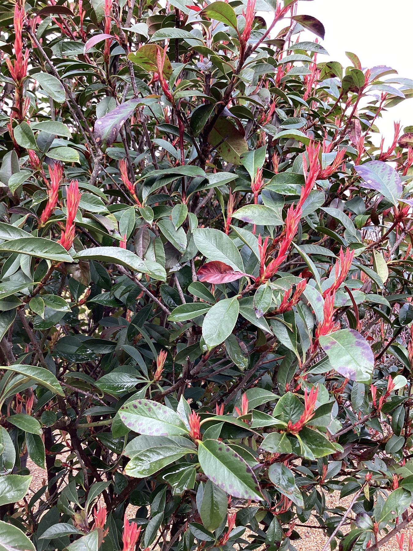 Photinia 'Carre Rouge' | Christmas berry 'Carre Rouge' - Multistem - 230-240cm - 90lt