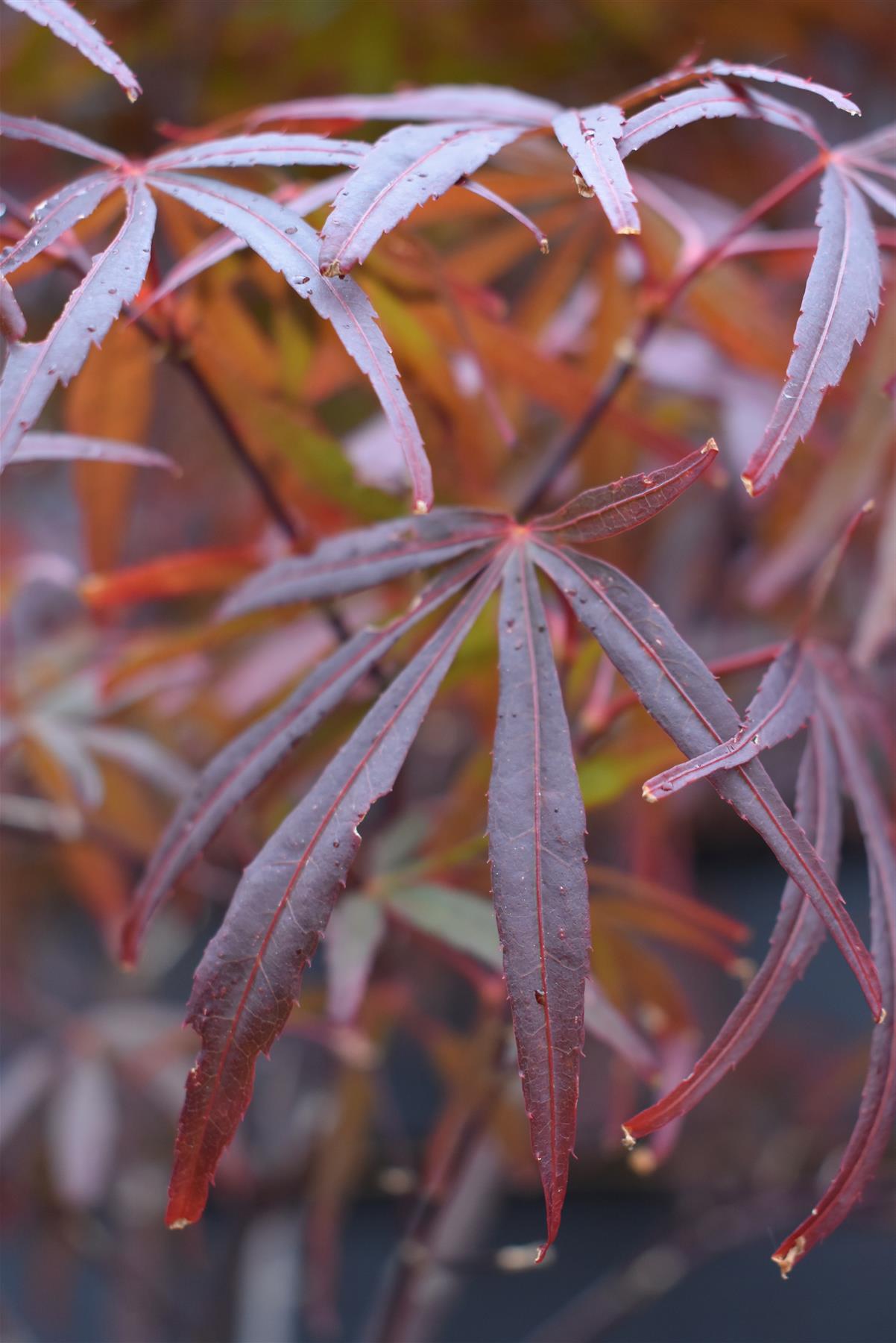 Acer palmatum 'Bloodgood' | Bloodgood Japanese Maple - 100-150cm, 5lt