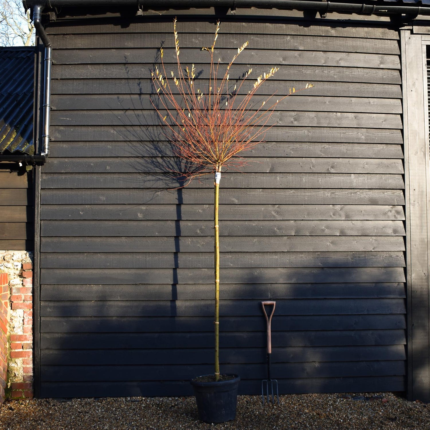 Salix integra 'Hakuro-nishiki' | Dappled Willow - Standard - Clear Stem 180cm - Girth 8-10cm - Height 280-300cm - 35lt