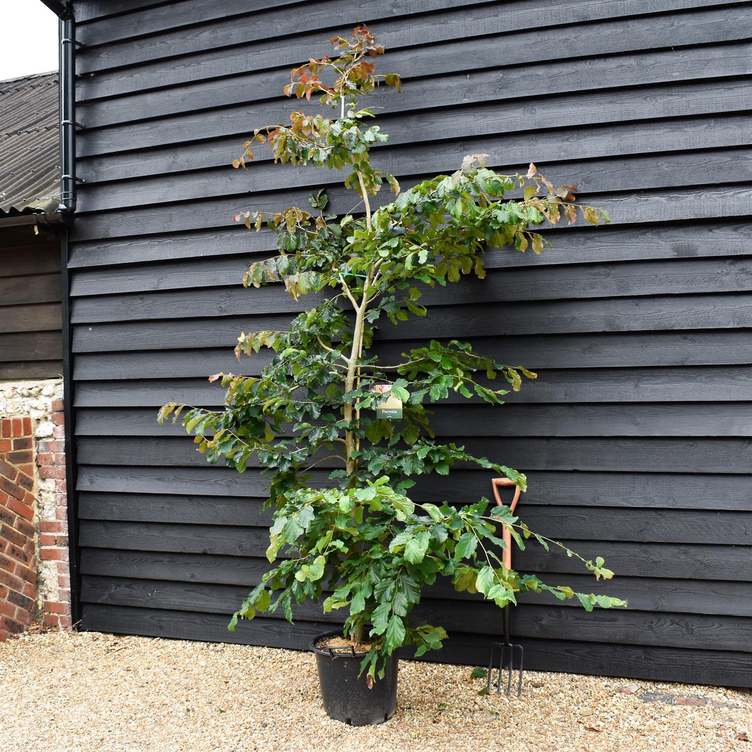 Parrotia persica | Iron Tree - Height 200-250cm - 30lt