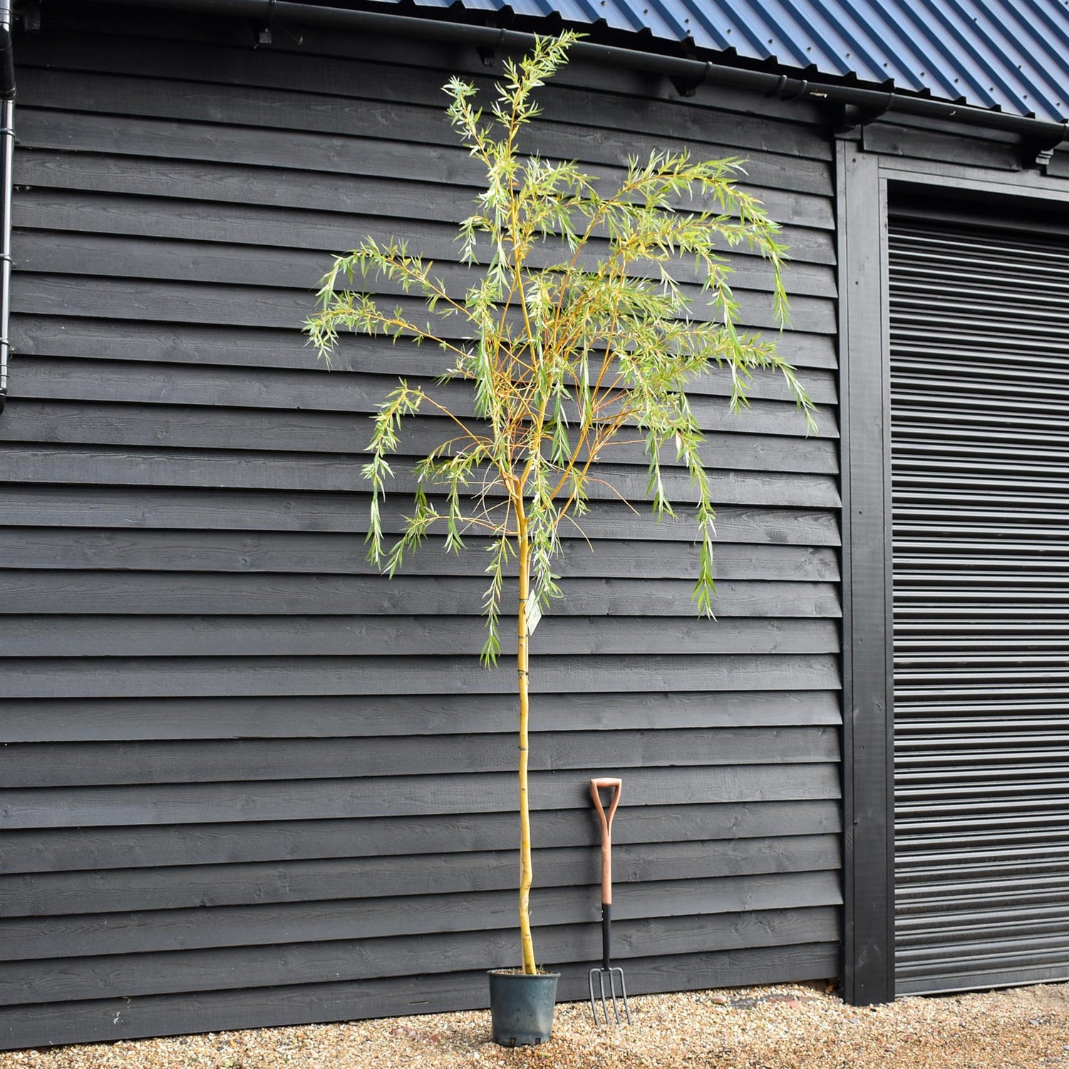 Salix Chrysocoma | Golden Weeping Willow - Height 175-200cm, 10lt
