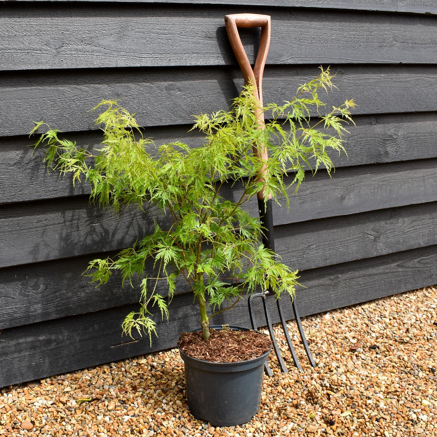Japanese Maple | Acer palmatum  'Seiryu' - Tree - Height 70-80cm - 5lt