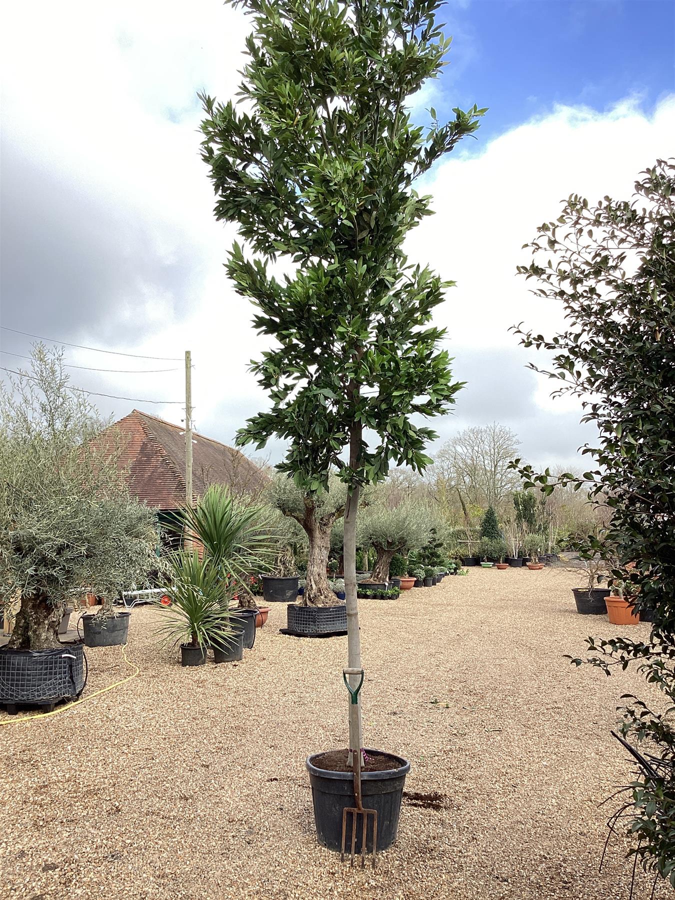 Orendel Tree Laurus nobilis tree | Bay Tree - Girth 22-24cm - 430-450cm - 90lt ...