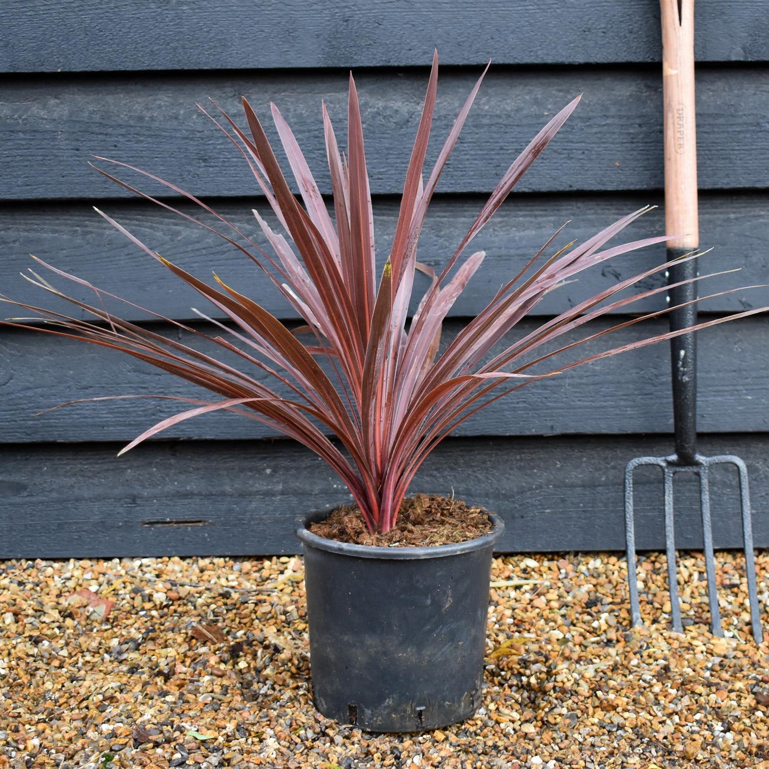 Cordyline australis 'Red Star' - Height 40-50cm - 10lt