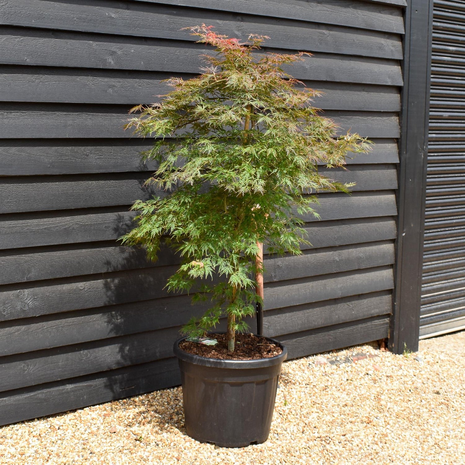 Japanese maple 'Orange Dream' | Acer palmatum - Bushy - Height 135-155cm - 55lt