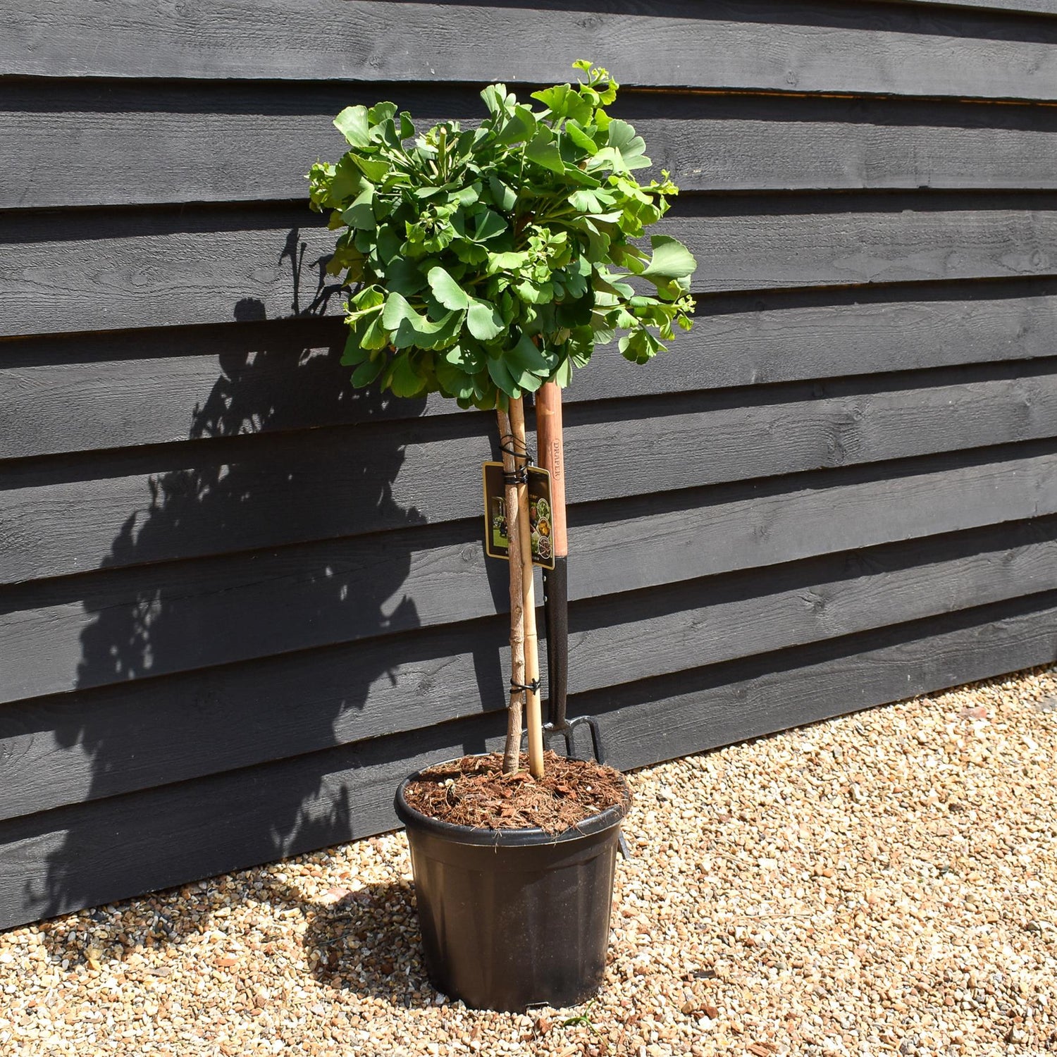 Ginkgo biloba 'Mariken' | Maidenhair Tree- Half Standard - Clear Stem 60cm - Height 90-100cm - 15lt
