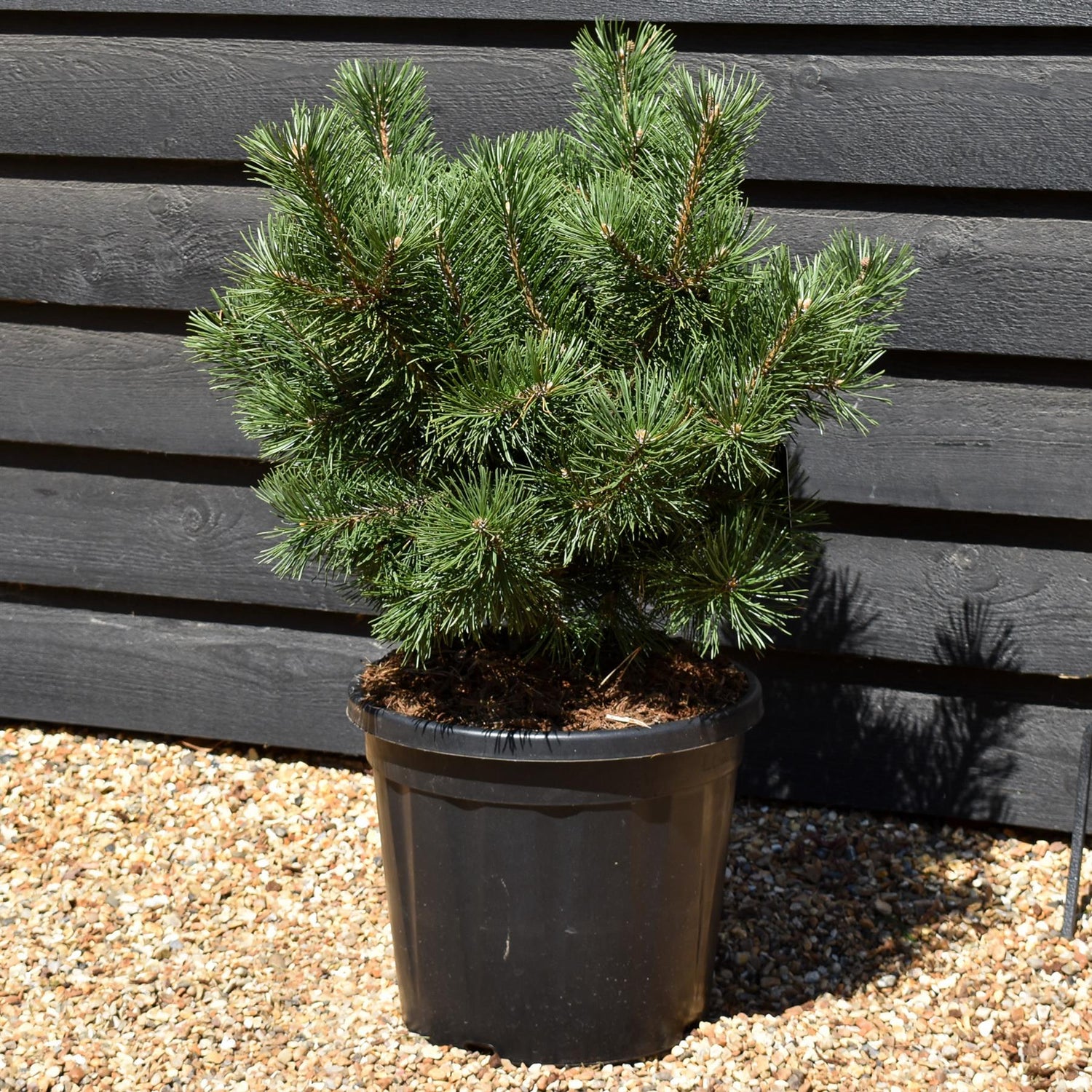 Pinus Uncinata La Cabana - Height 50-60cm - Width 25cm-35cm - 20lt