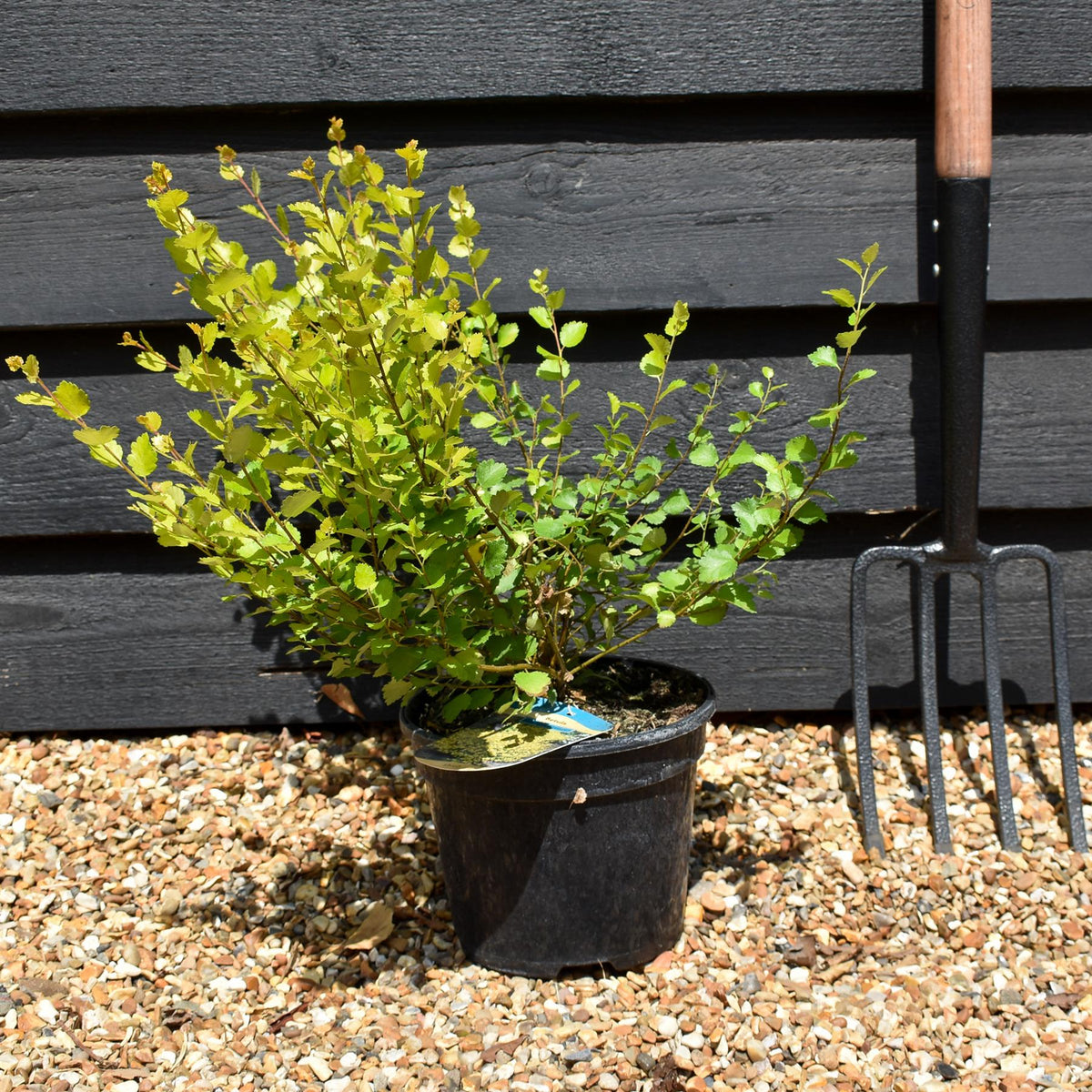 Betula nana 'Golden Treasure' - Height 20-30cm - Dwarf - 3lt