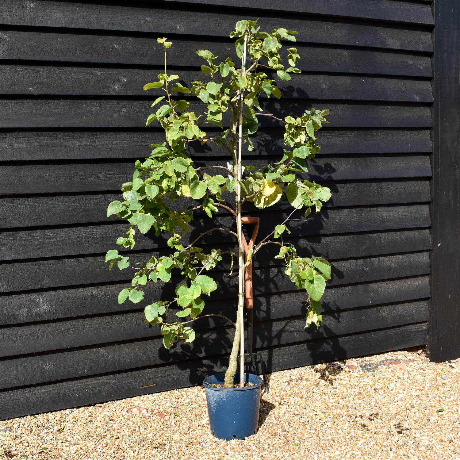 Cercis siliquastrum White Swan - Height 170-200cm - Bushy - 10lt