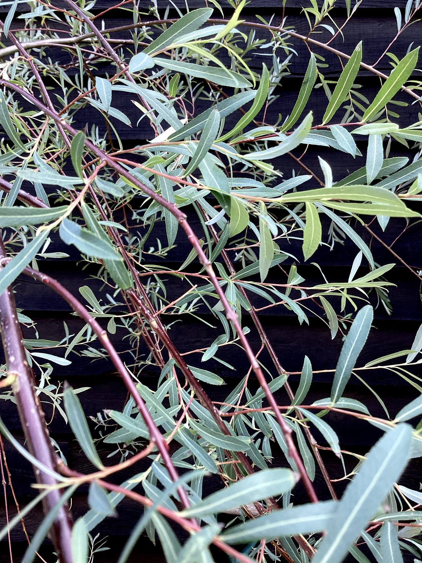 Salix purpurea 'Pendula' | Weeping Purple Willow - 200-250cm, 10lt