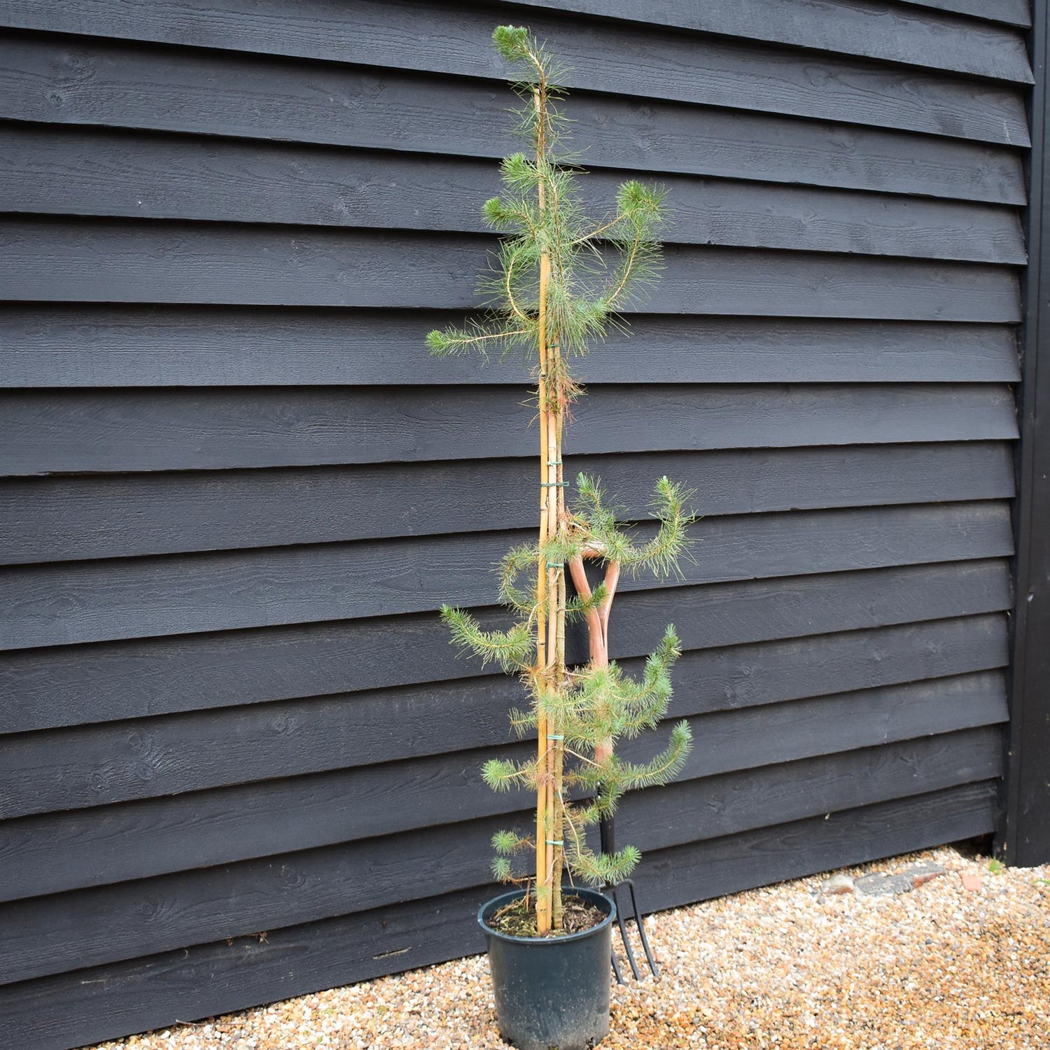 Pinus halepensis - Aleppo Pine - Height 90-120cm -12lt