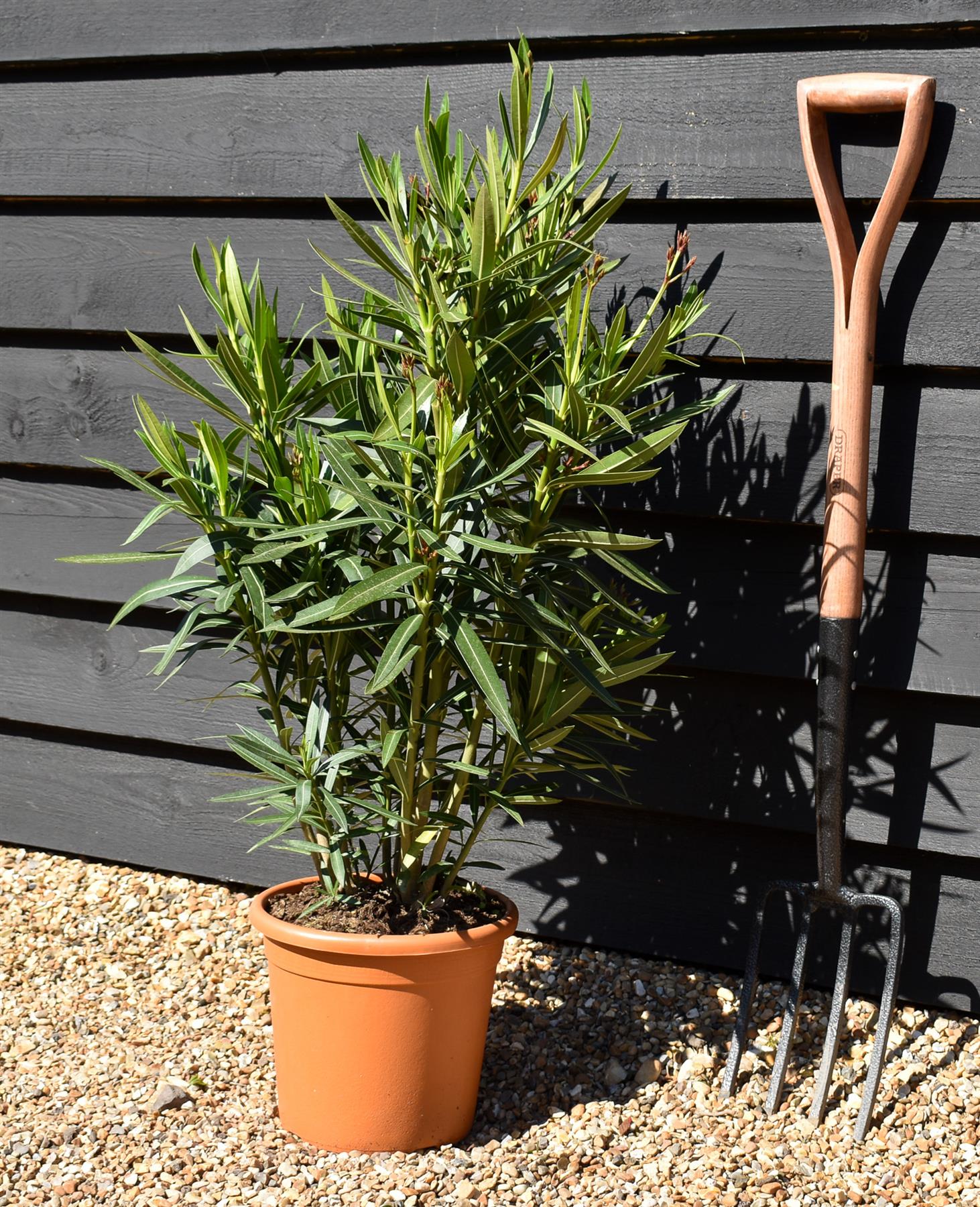 Nerium oleander - Red - 80cm - 7lt