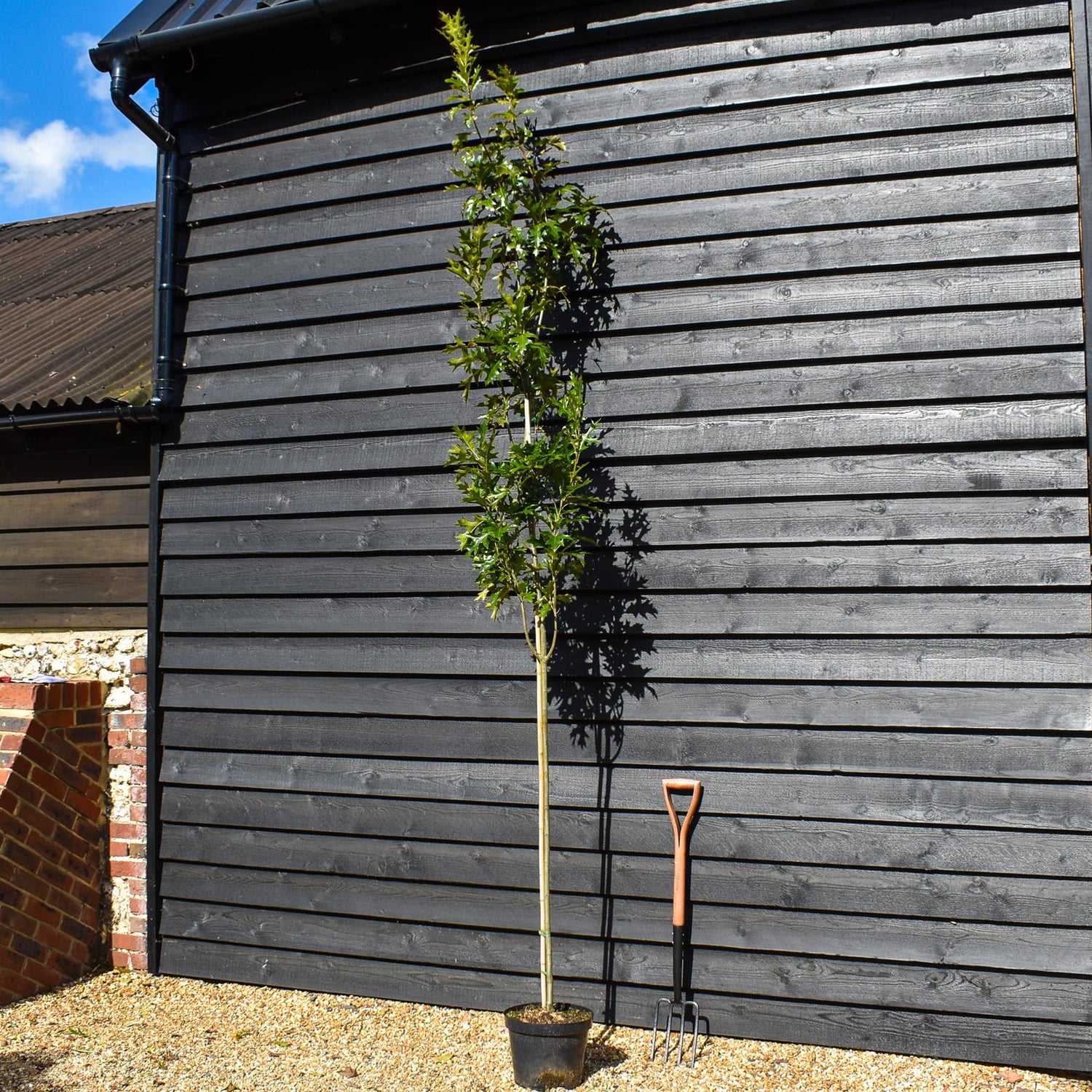 Upright Pin Oak | Quercus palustris 'Green Pillar' (Pringreen) - Height 200-220cm - Pot Grown - 10lt