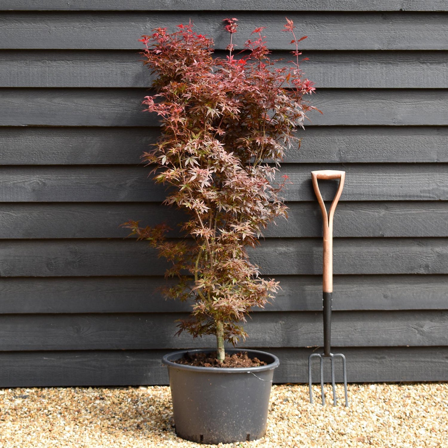 Japanese maple 'Skeeter's Broom' | Acer palmatum  | - Bushy - Height 120-140cm - 35lt