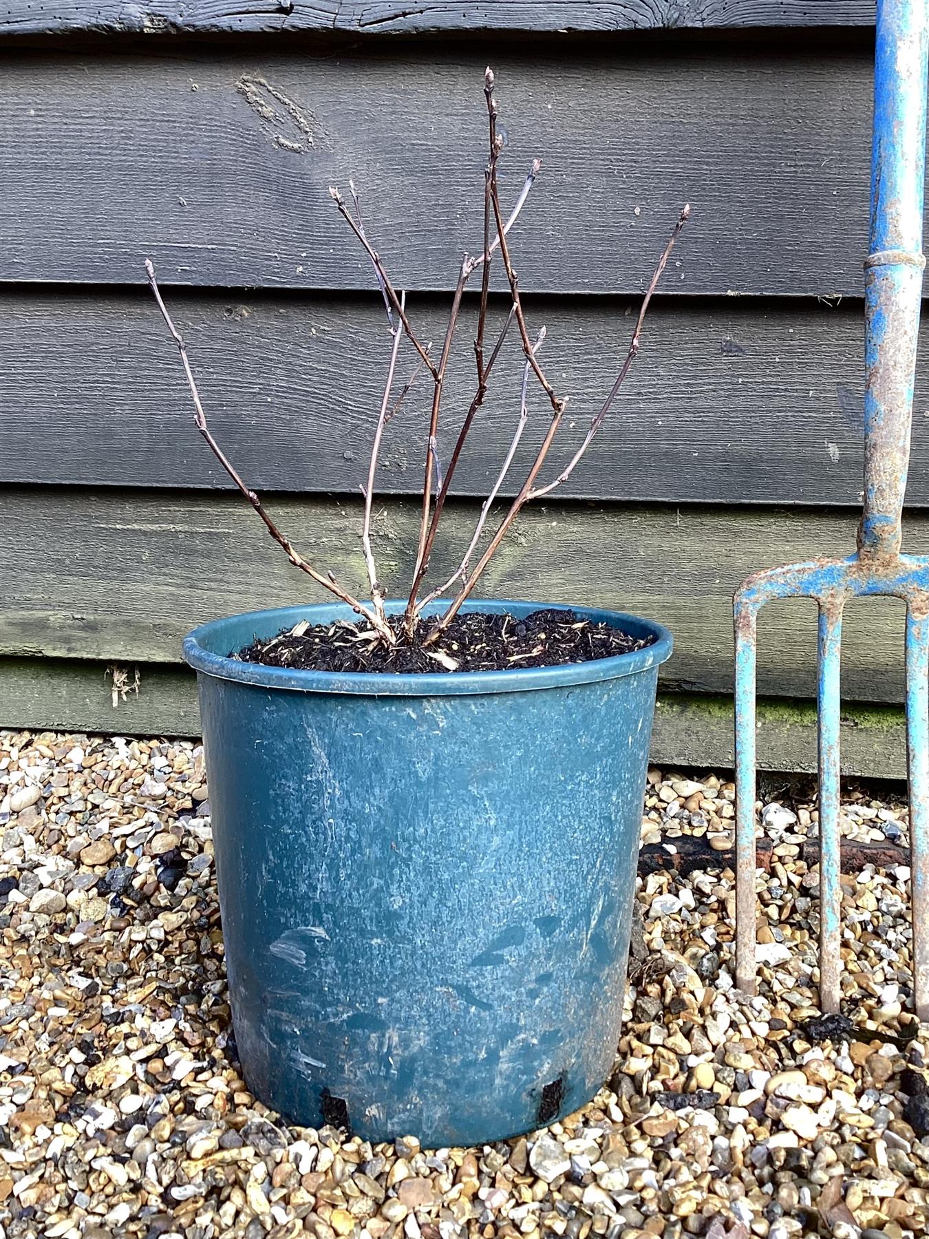 Physocarpus opulifolius 'Midnight' | 'Midnight' Ninebark - 20-60cm - 12lt