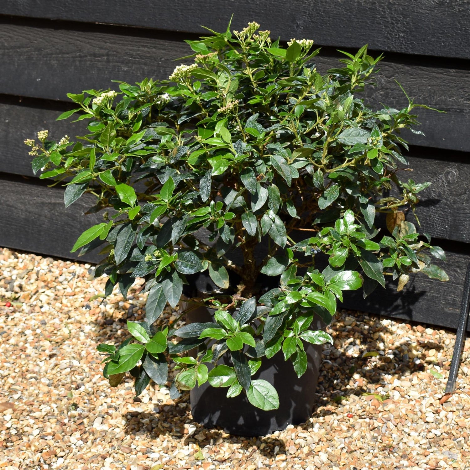 Viburnum tinus - Shrub - 40cm-50cm - 10lt