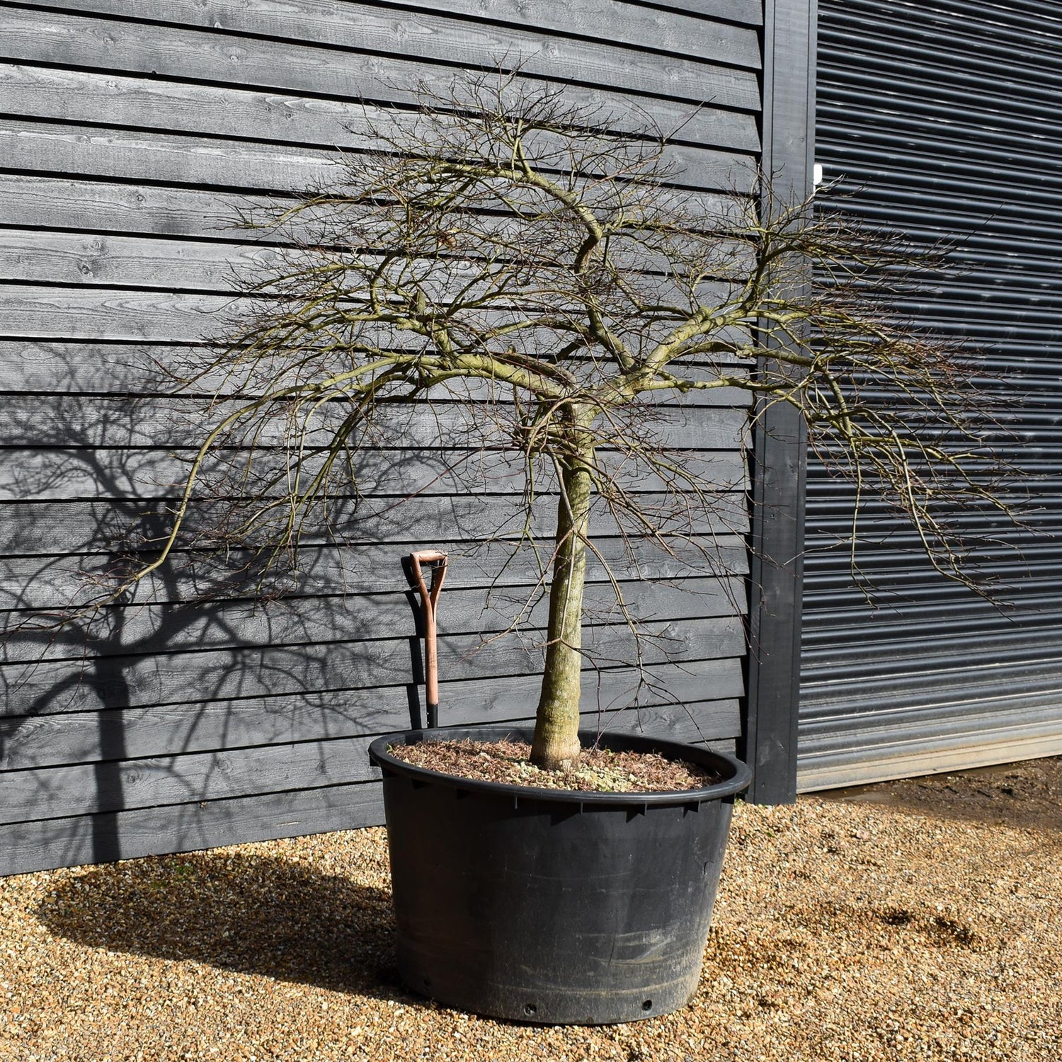 Acer palmatum dissectum 'Garent' | 'Garent' laceleaf Japanese maple -Clear Stem 80cm - Height 170-180cm - 235lt