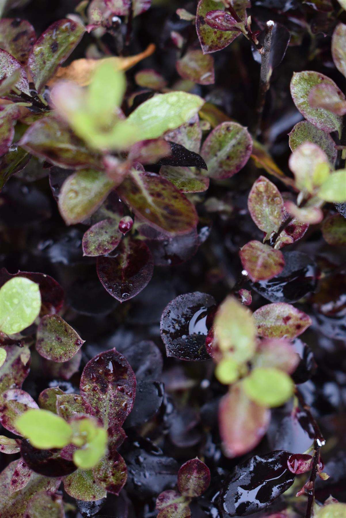 Pittosporum Tom Thumb - 25-35cm - 5lt