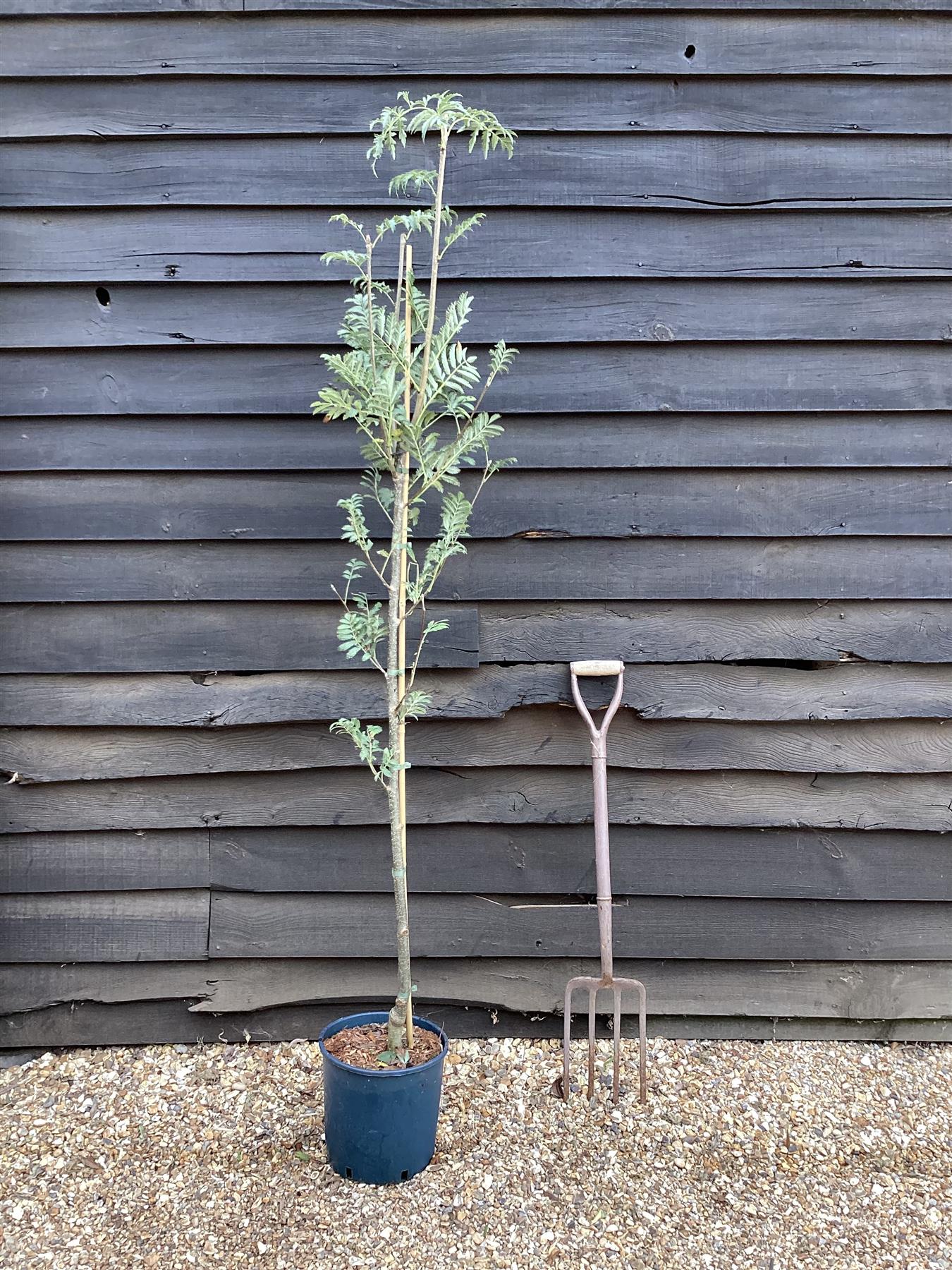 Sorbus aucuparia Asplenifolia | Rowan | Mountain Ash - Height 180-200cm - 12lt