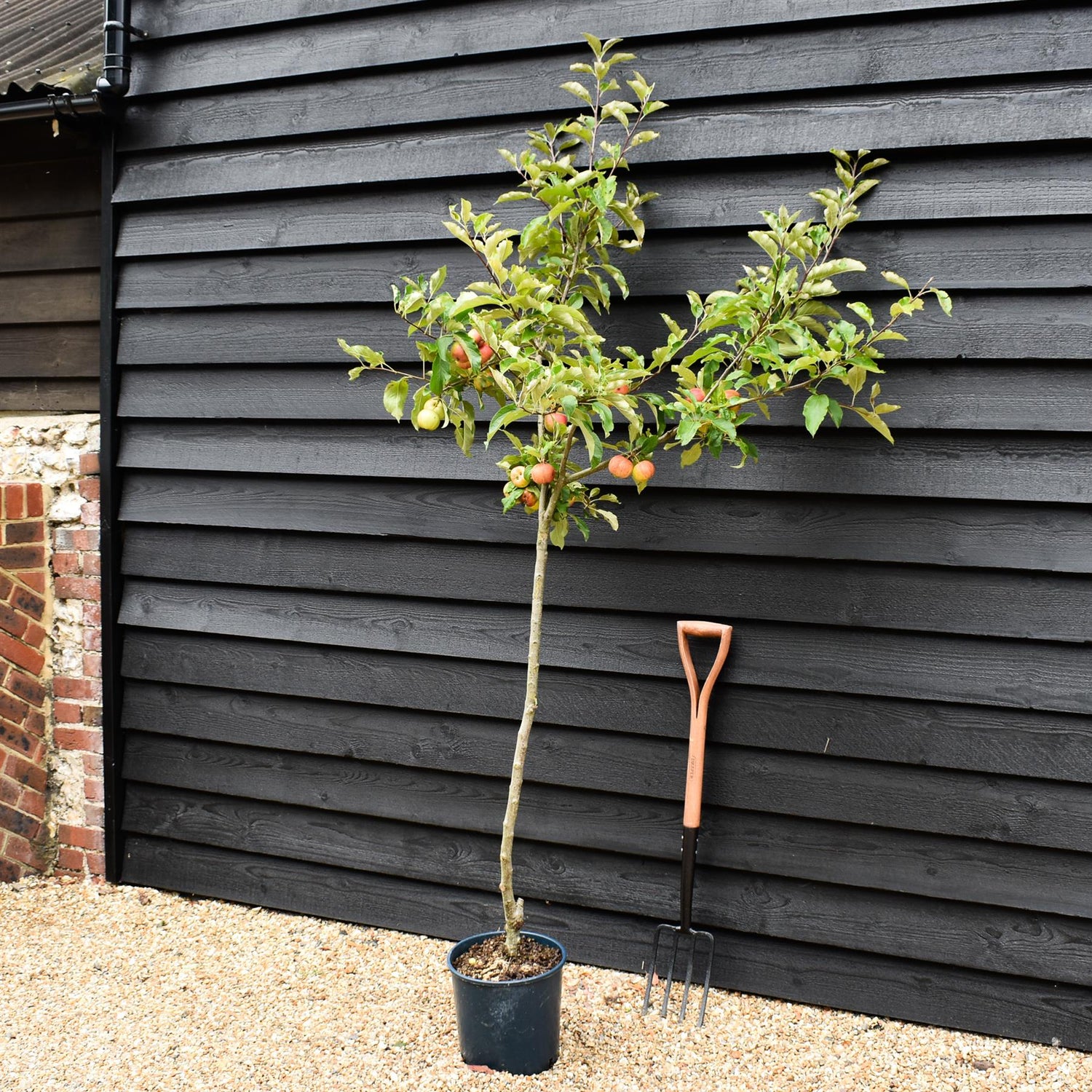 Apple tree 'Gala' | Malus Domestica - 150-180cm - 10lt