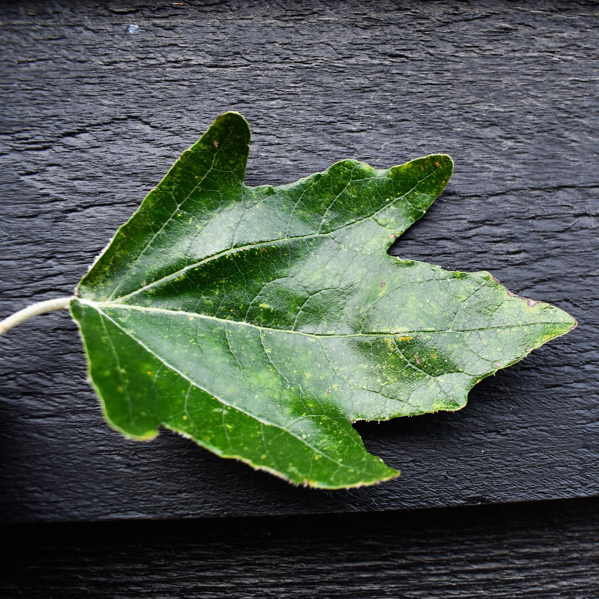 Populus alba | White Poplar Tree - Standard - Clear stem 160-170cm - Height 430-450cm - 55lt