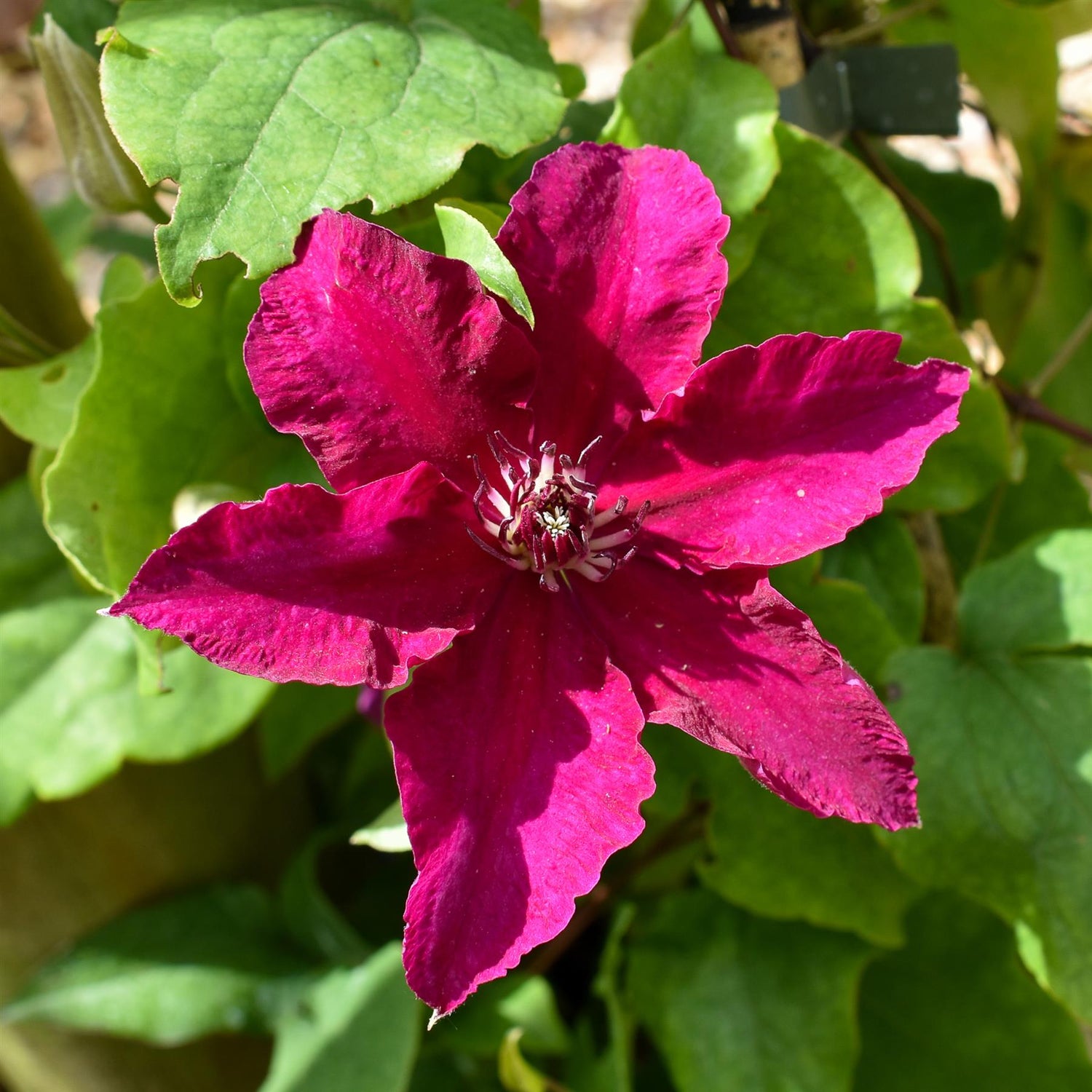 Clematis Diayu - 2lt