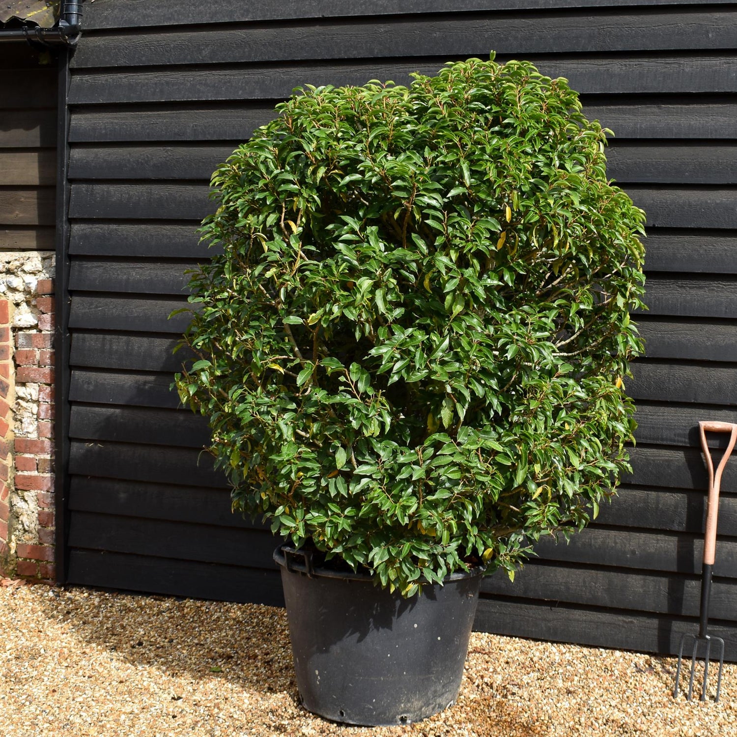 Portuguese Laurel | Prunus lusitanica 'Angustifolia'  - Bushy - Height 160-170cm - Width 110-120cm - 130lt