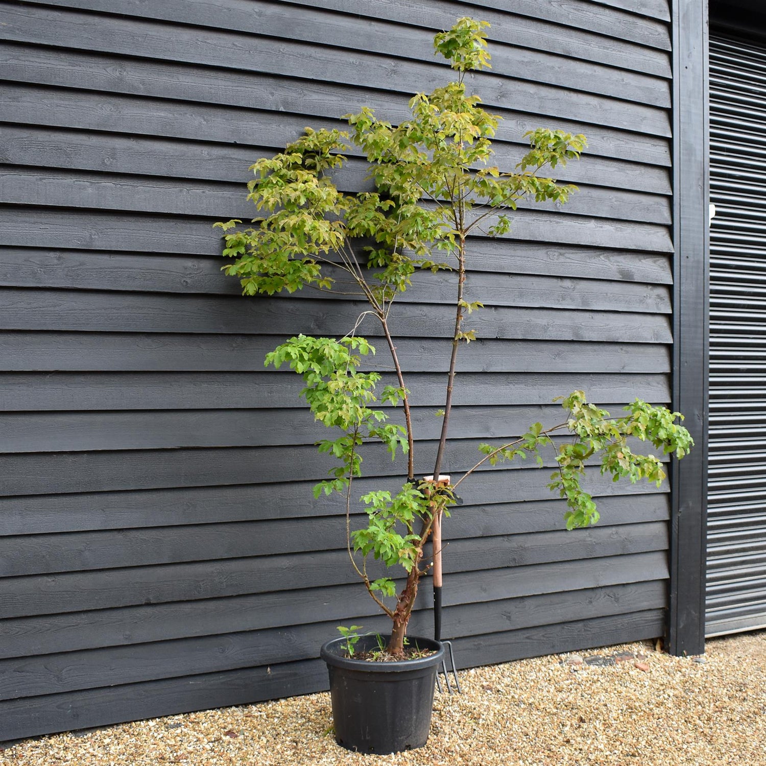 Acer griseum | Paperback Maple - 210-230cm - 50lt