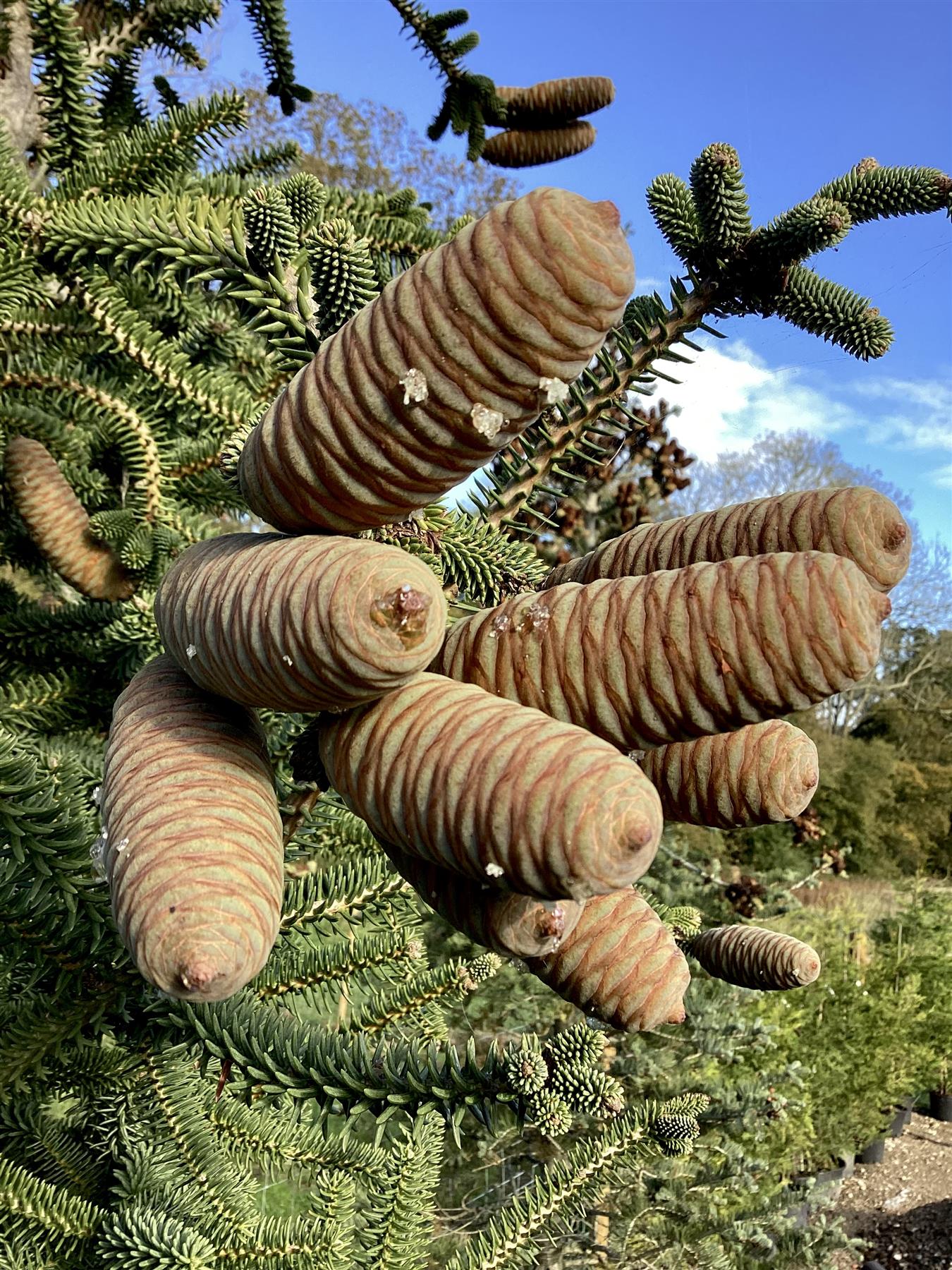 Abies Pinsapo Glauca | Blue Spanish fir - Height 380-420cm - 230lt