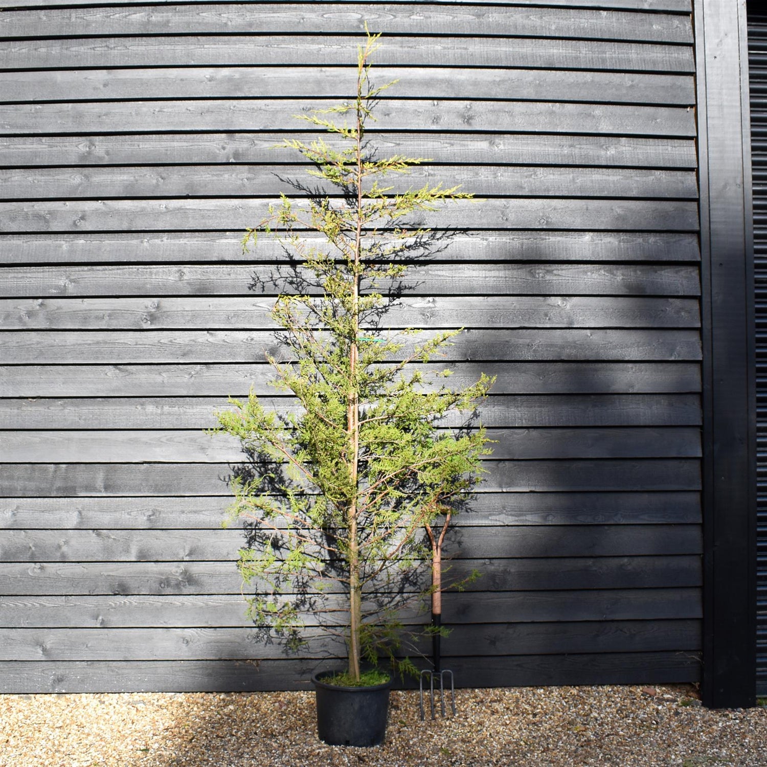 Cupressocyparis leylandii 'Castlewellan' - 30lt