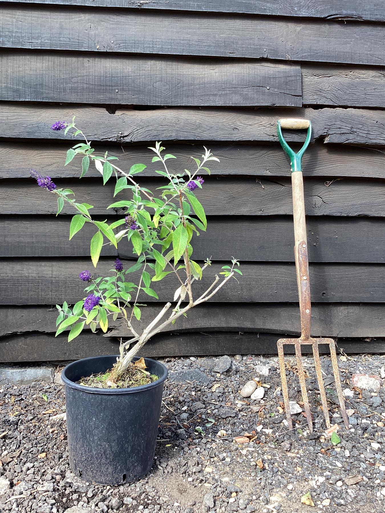 Buddleja Adam's Blue - 40/60cm, 10lt – Arundel Arboretum