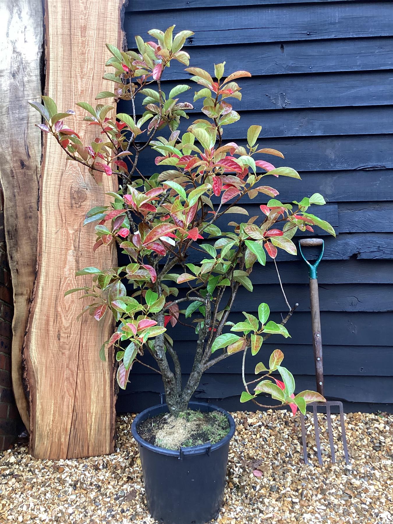 Viburnum tinus Lucidum - 110-120cm, 30lt