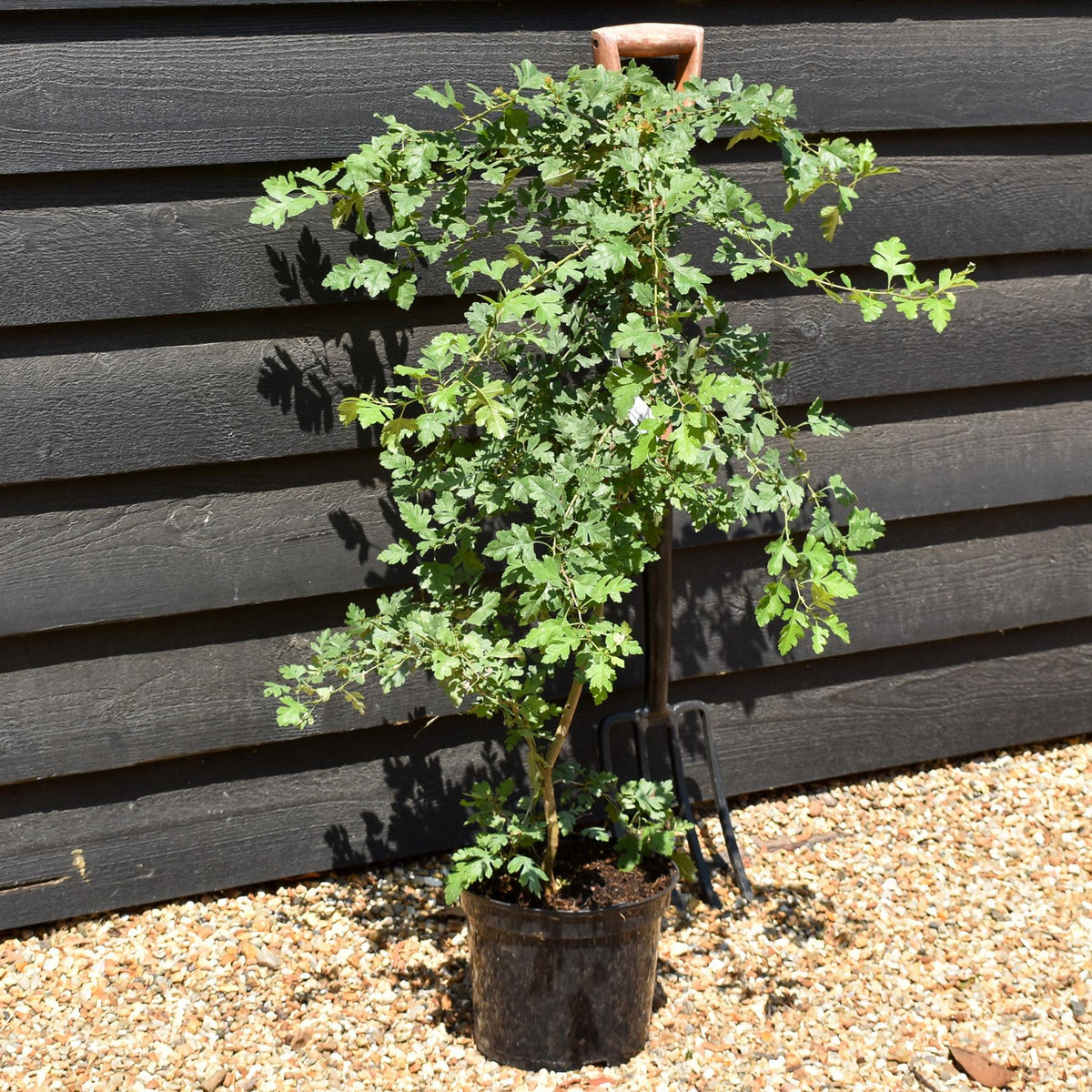Crataegus Monogyna | Common Hawthorn - Height 125-150cm - 5lt