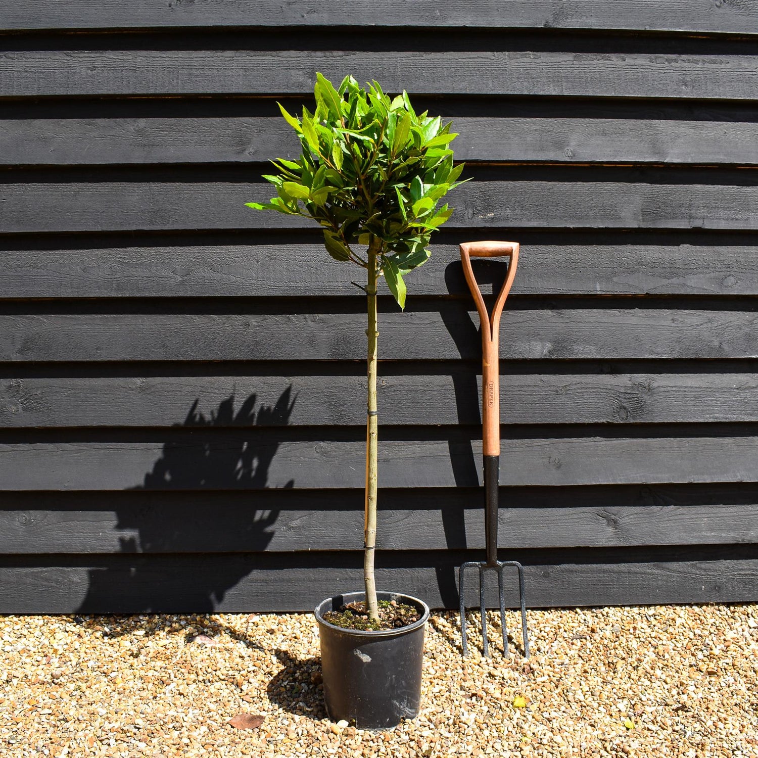 Bay Tree | Laurus nobilis - Clear Stem 70cm - Height 100-110cm - 7lt
