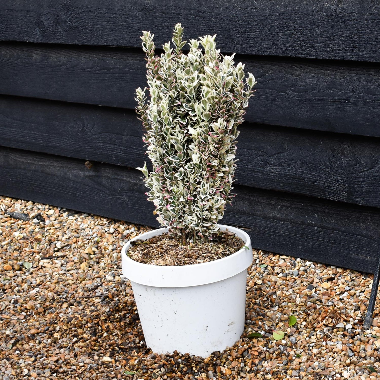 Euonymus japonicus 'White Spire' - Shrub -  Height 40-50cm - 7lt