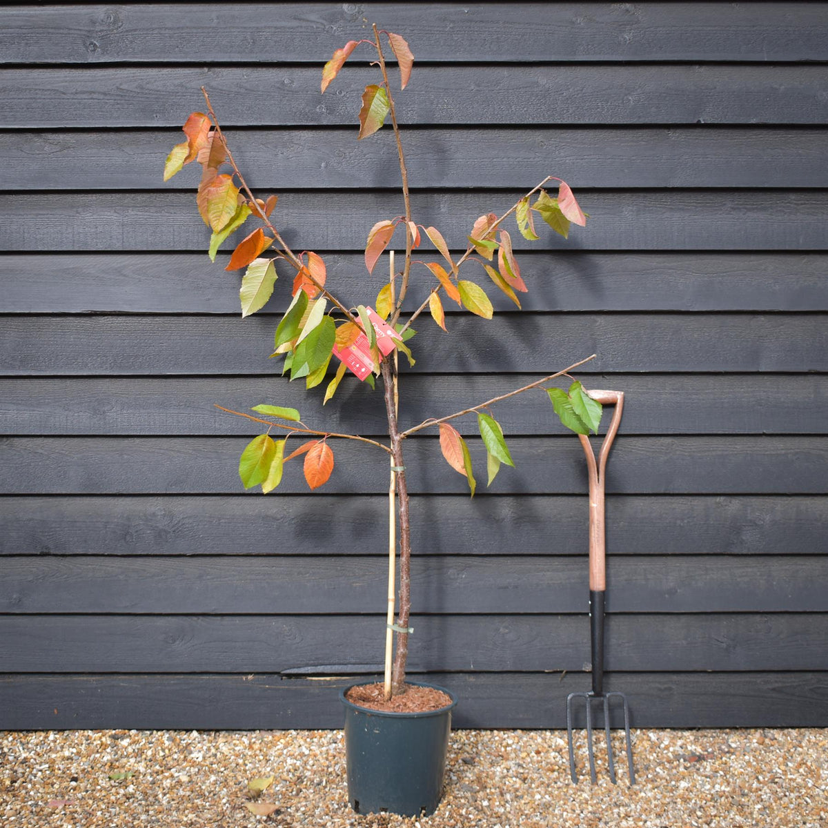 Cherry 'Sunburst' on Gisela | Prunus Avium - Dwarfing - Height 140-160cm -12lt
