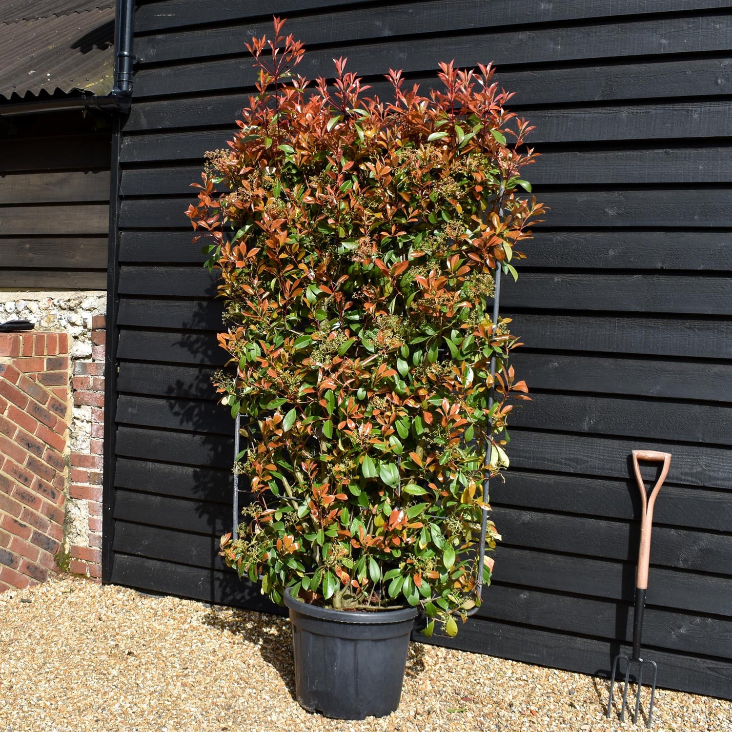 Photinia Red Robin | Christmas berry  - Frame/Espailer 150 x 100 - Height 180cm - 55lt Frame - 200-210cm, 55lt