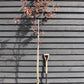 Prunus Nerasifera Pissardii Nigra | Black Cherry Plum - 250-280cm, 10lt